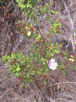 Wild Rose