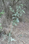 Poison Hemlock