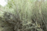 Coastal Sagebrush