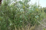Tree Tobacco