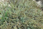 White Horehound