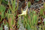 Hottentot Fig (Ice Plant)