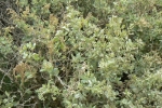Saltbush
