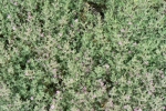 Alkali Heath