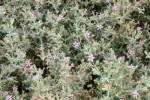 Alkali Heath