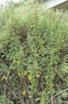 Giant Stinging Nettles