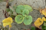 Beach Morning-Glory