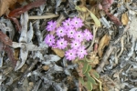 Beach Sand-Verbena