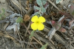 Beach Evening-Primrose