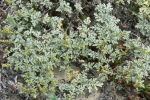 Beach Bur-Sage