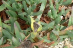Ice plant "fig"