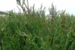 Pickleweed