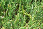 Pickleweed