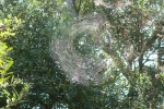 Spider web