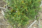 Sea Rocket