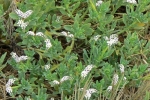 Wild Heliotrope 