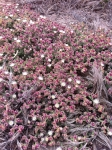 Crystalline Ice Plant