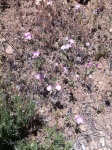 Speckled Clarkia