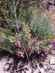 Foothill Penstemon