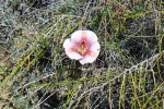 Butterfly Mariposa Lily