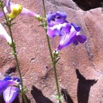 Foothill Penstemon