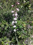 Pale Desert Larkspur