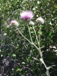 California Thistle
