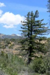 Bigcone Douglas-Fir