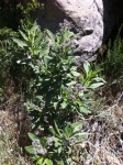 Yerba Santa