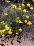 Golden-Yarrow