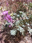 Lupine
