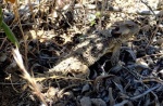 Coast Horned Lizard