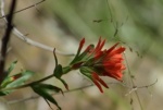 Indian Paintbrush