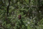 Bigcone Douglas-Fir cone