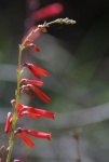 Scarlet Bugler