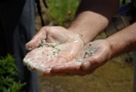Whitethorn Ceanothus soap