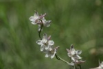 Pale Desert Larkspur