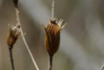 Matilija Poppy seed pods
