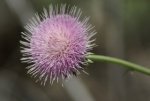 California Thistle