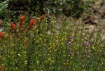 Indian Paintbrush and Foothill Penstemon