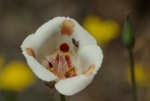 Butterfly Mariposa Lily