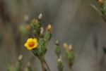 Veatch's Mentzelia