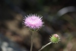 California Thistle