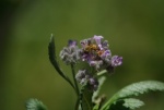 Yerba Santa