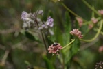 Naked Buckwheat
