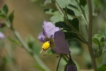 Purple Nightshade