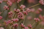 Naked Buckwheat