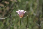 Butterfly Mariposa Lily