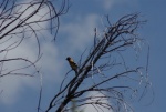 Black-headed Grosbeak 