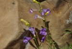 Foothill Penstemon